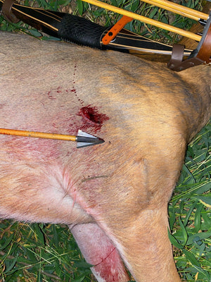 VPA Omega Broadhead
